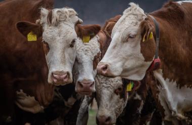 Širjenje slinavke in parkljevke: množično grobišče goveda razburja Madžare