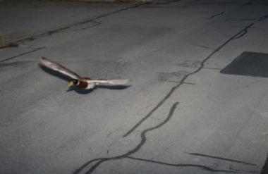Ne boste verjeli, kaj je posnel policijski radar
