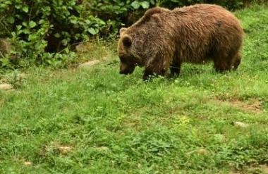 Medved napadel žensko in jo huje poškodoval. V bolnišnici se bori za življenje.