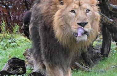 Raman – novi prebivalec ZOO Ljubljana in ambasador ogroženih levov
