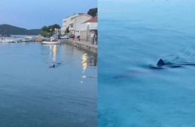 VIDEO: Na Hrvaškem tik ob obali opazili morskega psa