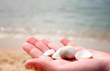 Domov je prinesla kup školjk s plaže in obžalovala - ko boste videli posnetek, boste razumeli, zakaj