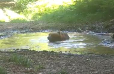 Tako se živali v gozdu ohladijo pred hudo vročino #video