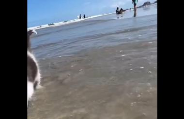 Kdo pravi, da mačke ne marajo vode? Viralni video mahnega mucka, ki uživa na morju, je nasmejal vse