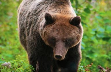 Pozor, blizu Ljubljane se zadržuje medved