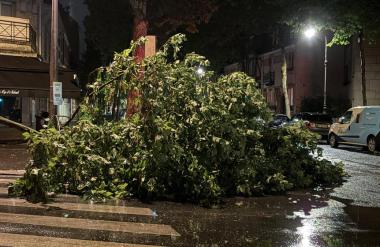 Tragedija brez primere: Na 12-letnika padlo drevo