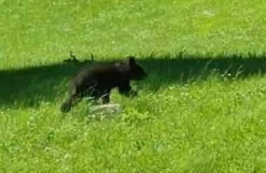 Policiste obiskal medvedji mladič: Bolje bo, če ne pride za njim še mama #video