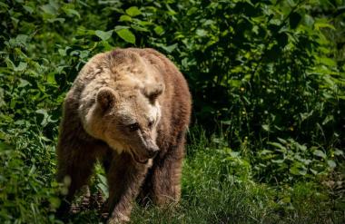 Medved napadel dva pohodnika: Preživel le eden