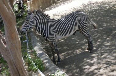 Iz živalskega vrta pobegnila zebra in poškodovala 3 osebe